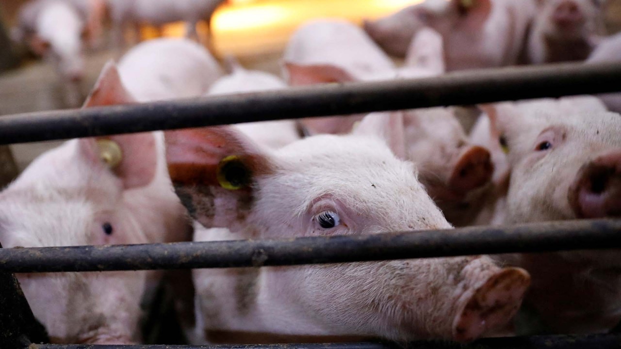 Chinese pig breeders go hi-tech after calls from President Xi Jinping to boost food security